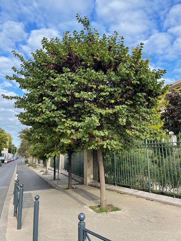 Cercis Silquastrum - imagine 2