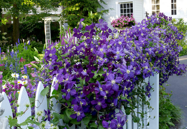 Clematis - imagine 2