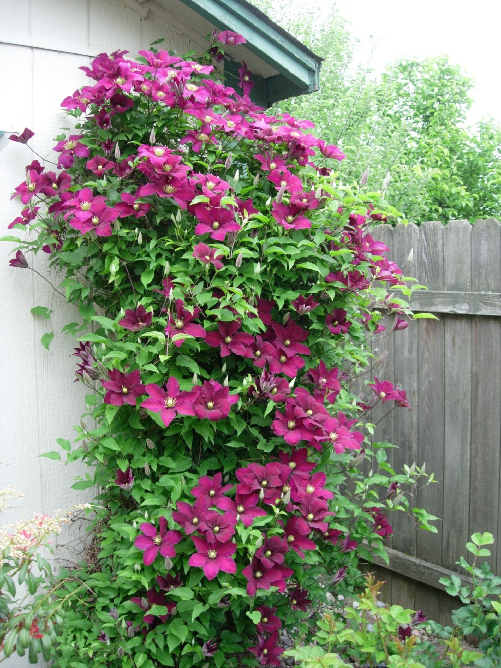 Clematis