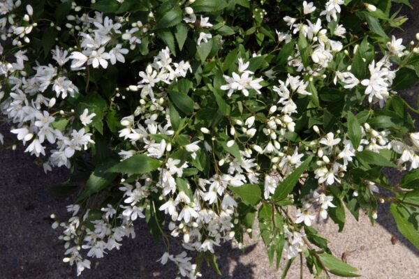 Deutzia ssp. - imagine 3