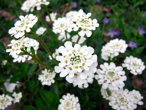 Iberis Sempervirens Ssp.