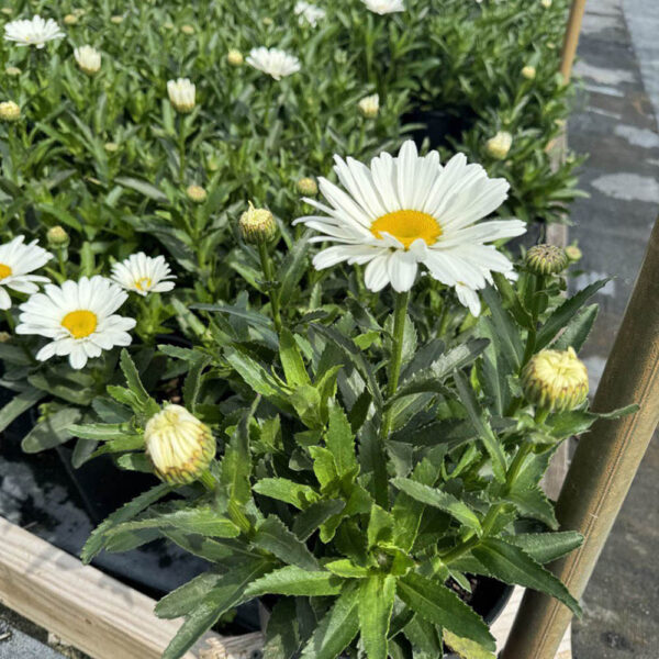 Leucanthemum - imagine 2