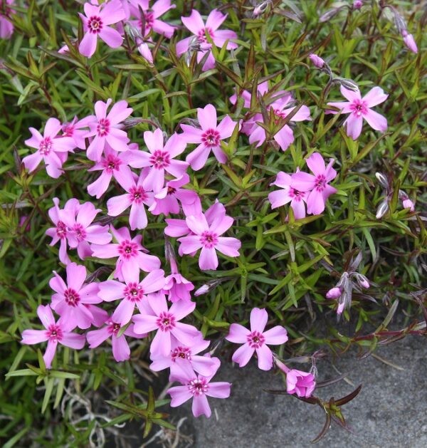Phlox subulata