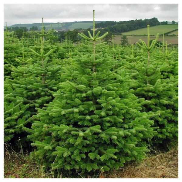 Abies Amabilis - imagine 3
