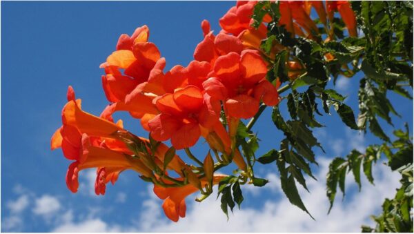 Campsis Radicans - imagine 2