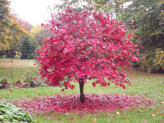 Acer palmatum