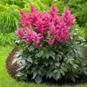Astilbe