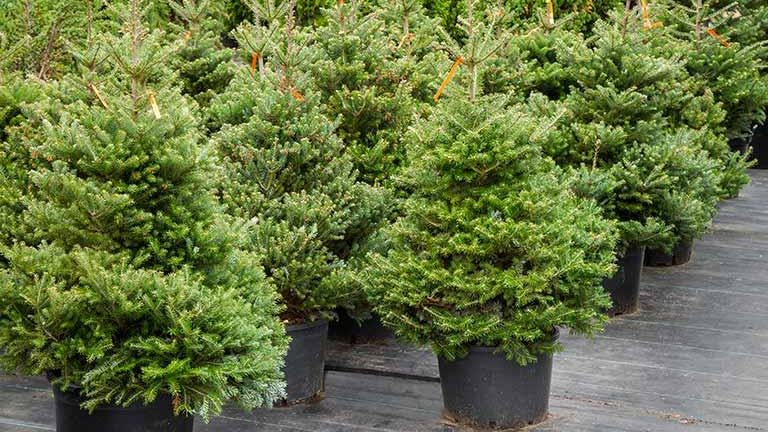 Abies Amabilis