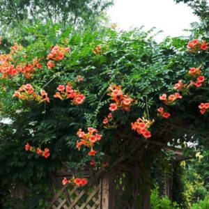 Campsis Radicans