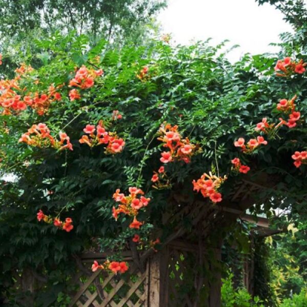 Campsis Radicans