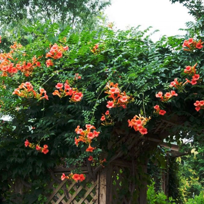 Campsis Radicans