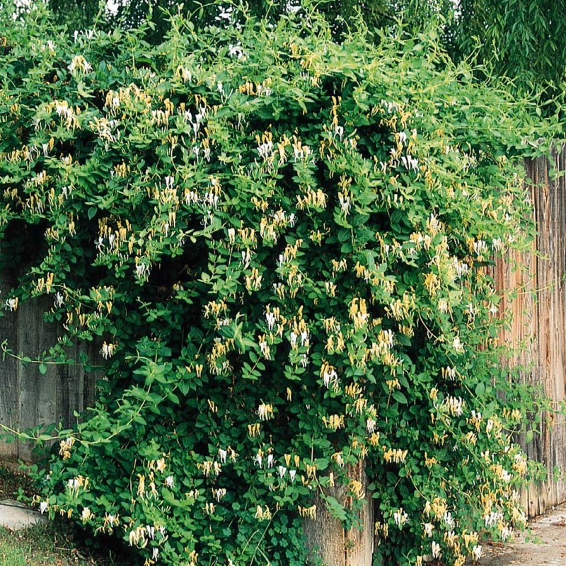 Lonicera Caprifolium