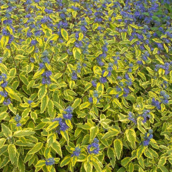 Caryopteris Clandonensis - imagine 2