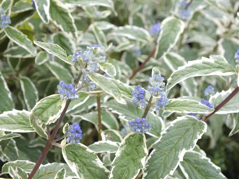 Caryopteris Clandonensis