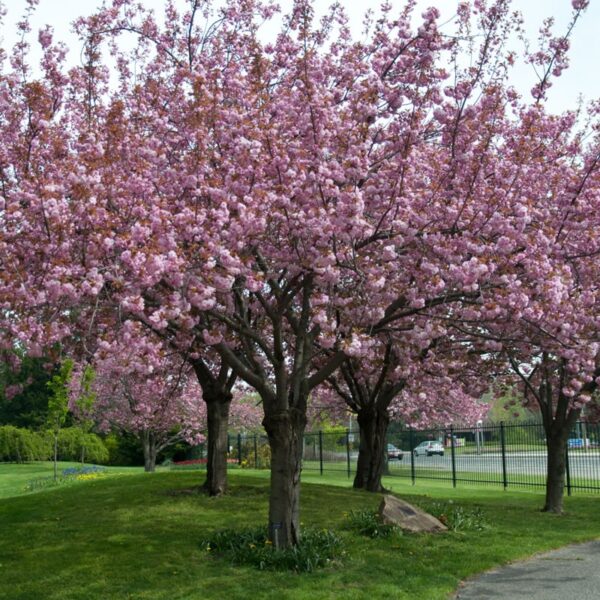 Prunus Serrulata Kanzan