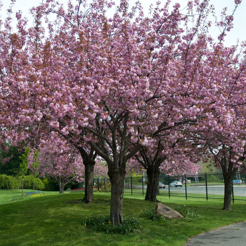 Prunus Serrulata Kanzan