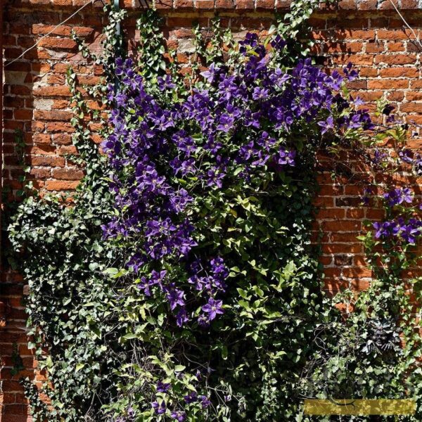 Clematis - imagine 3