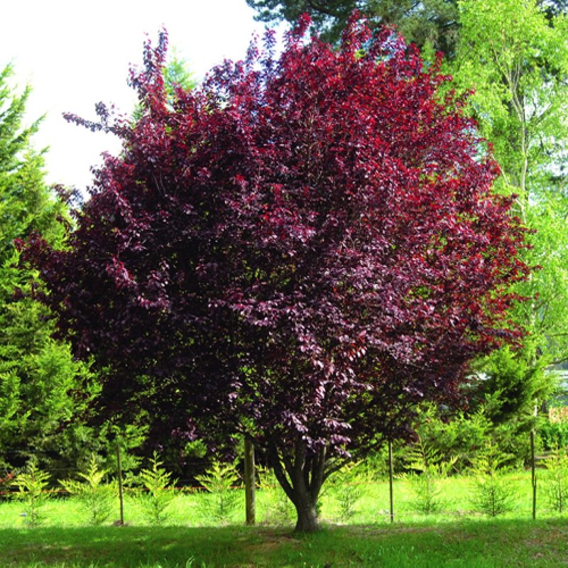 Prunus nigra
