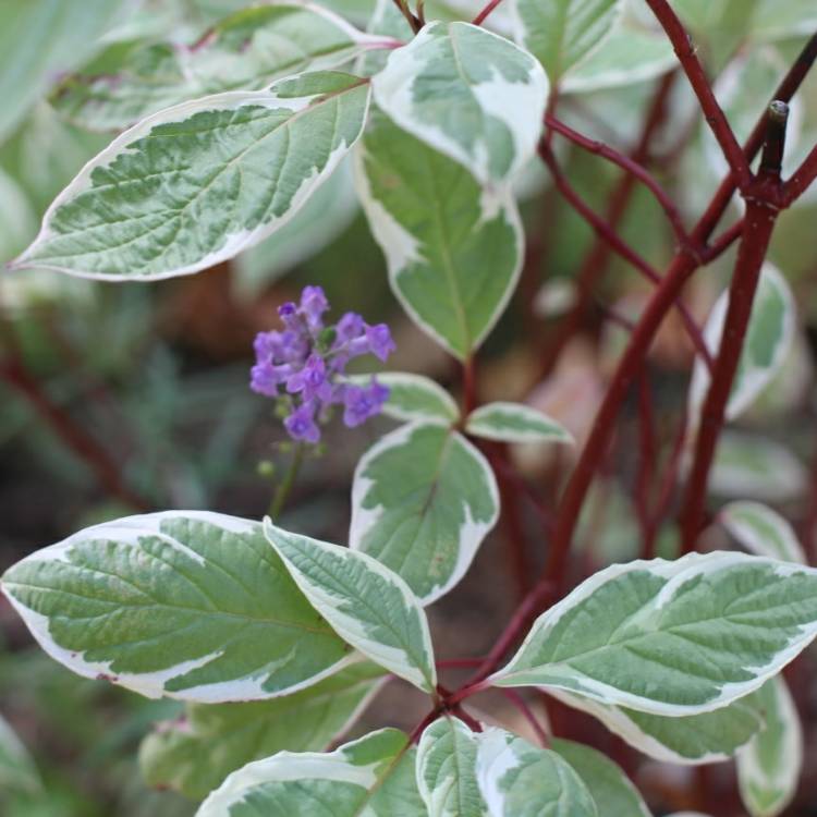 Cornus alba  Elegantissima