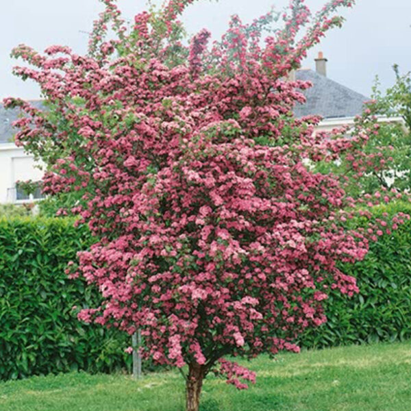 Crataegus laevigata Paul Scarlet - imagine 2