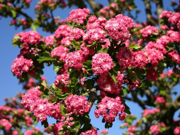 Crataegus laevigata Paul Scarlet