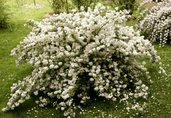 Deutzia ssp.