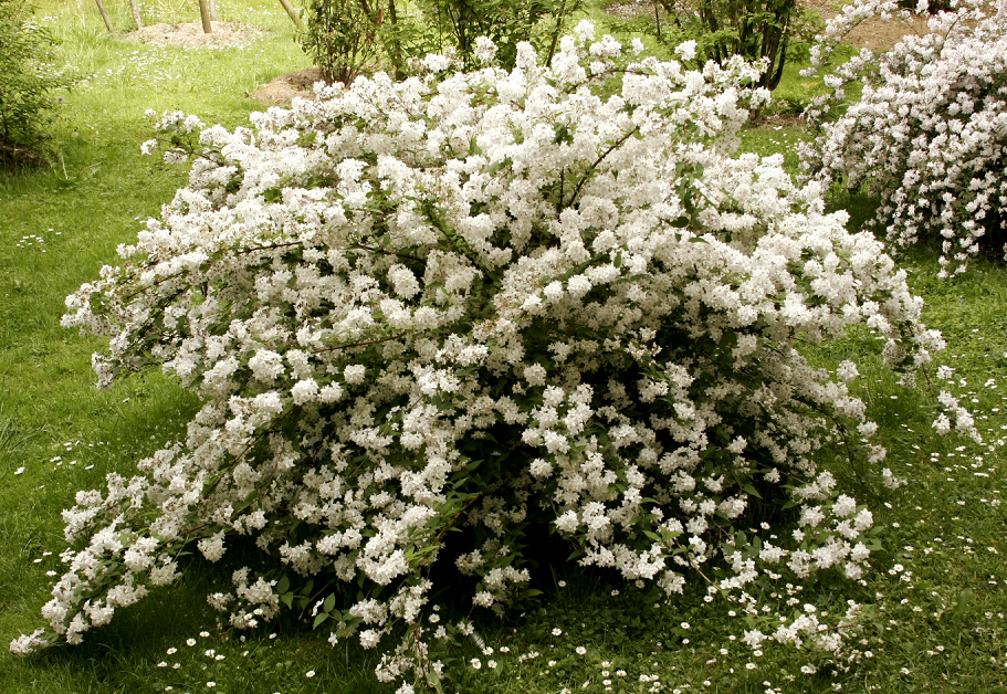 Deutzia ssp.