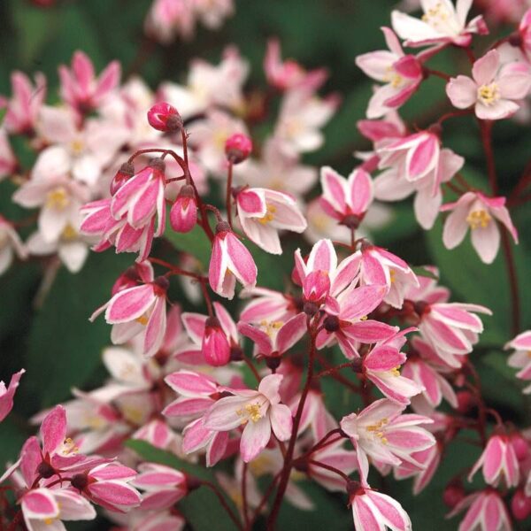 Deutzia ssp. - imagine 2