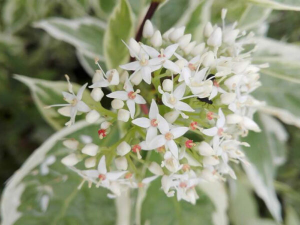 Cornus alba  Elegantissima - imagine 3