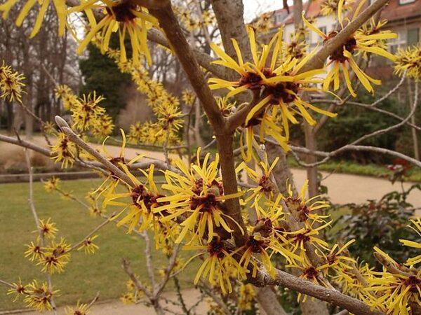 Hamamelis virginiana