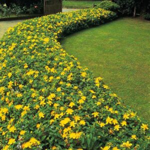 Hypericum calycinum