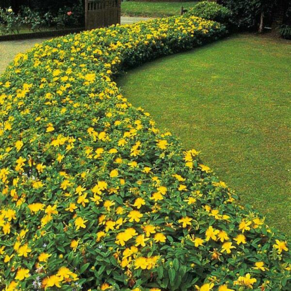 Hypericum calycinum