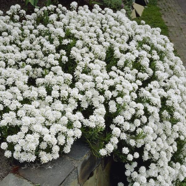 Iberis Sempervirens Ssp. - imagine 2