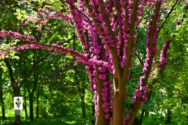 Cercis Silquastrum - imagine 3
