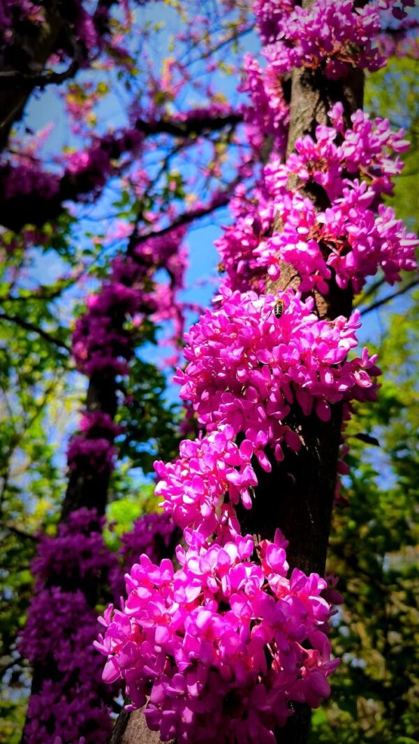 Cercis Silquastrum - imagine 4