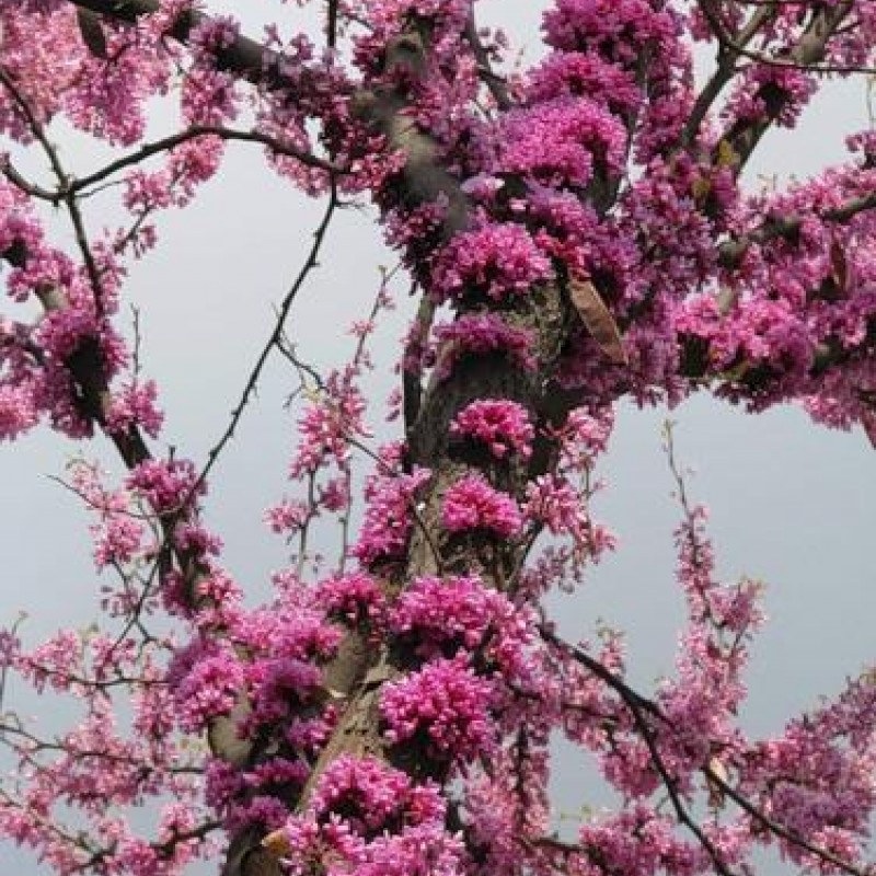 Cercis Silquastrum