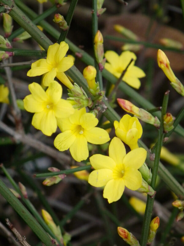 Jasminum Nudiflorum - imagine 2