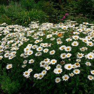 Leucanthemum