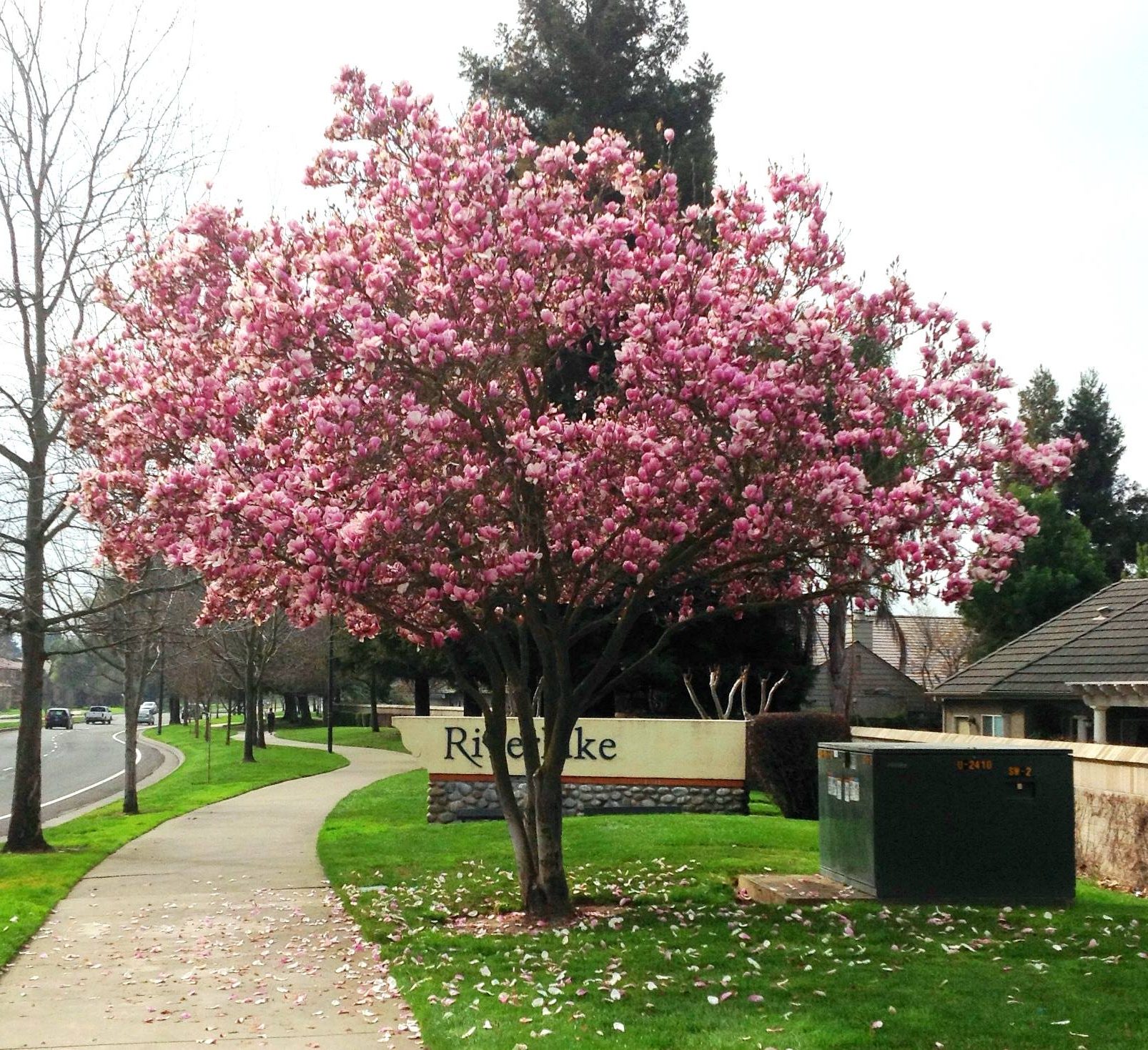Magnolia x Soulangeana