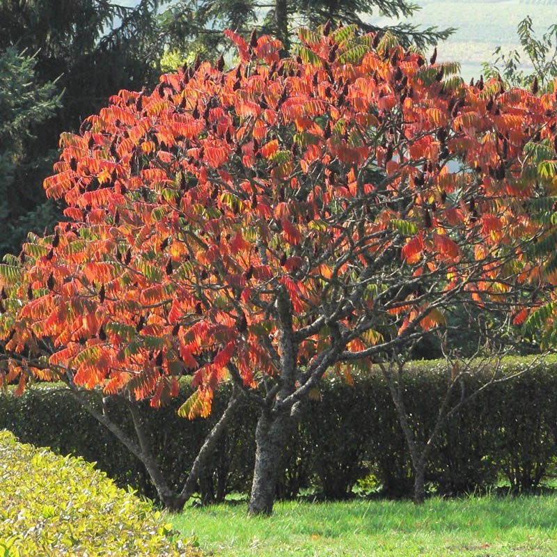 Rhus Typhina