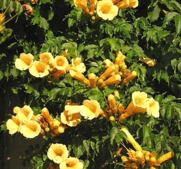 Campsis Radicans - imagine 4