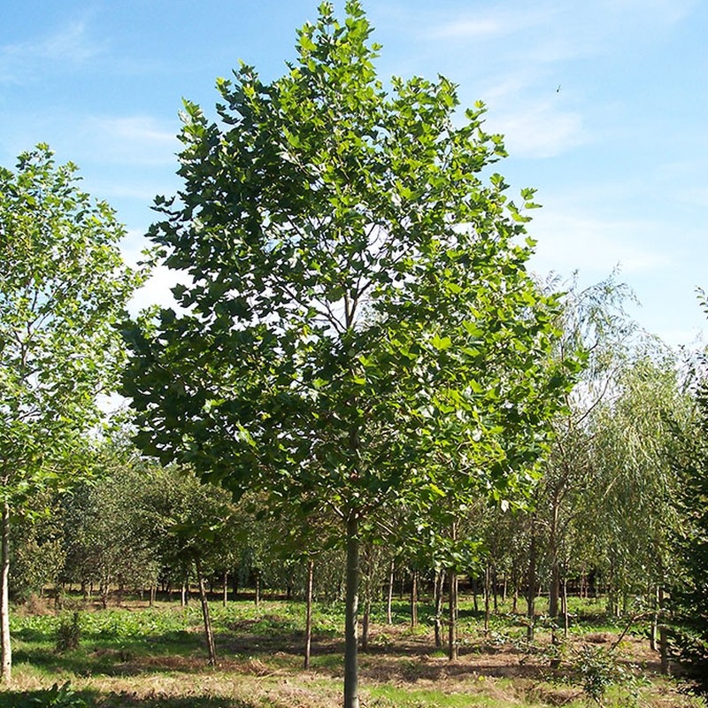 Platanus Acerifolia