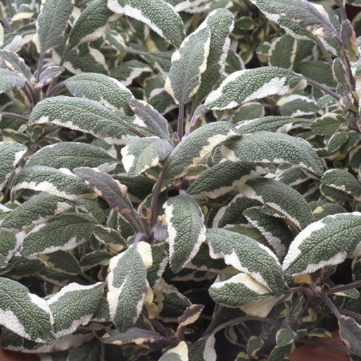 Salvia officinalis Tricolor/Icterina
