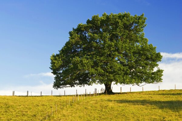 Quercus Robur