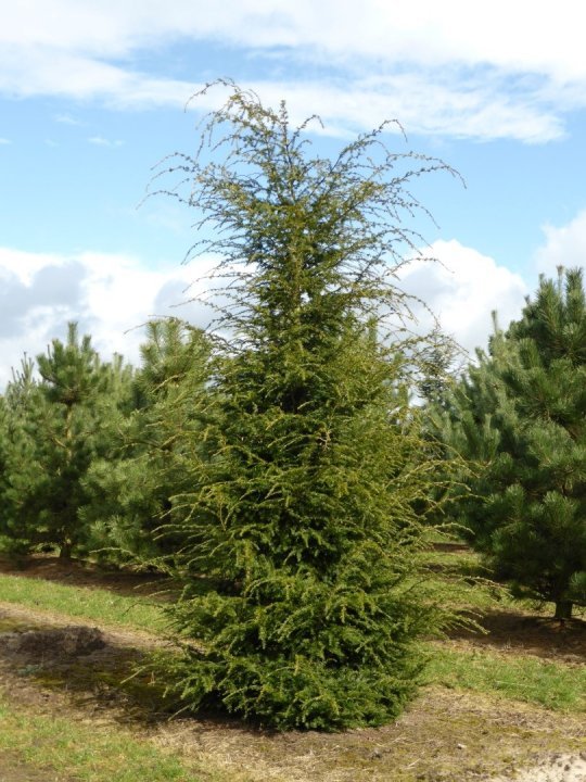 Tsuga canadensis