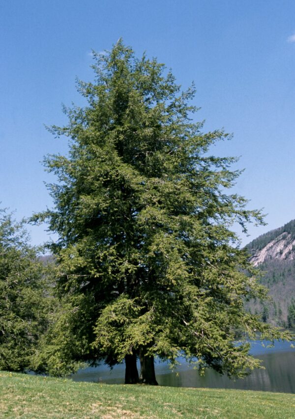 Tsuga canadensis - imagine 3