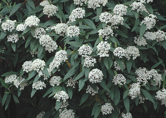 Viburnum Rhytidophyllum