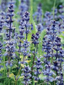 Ajuga Reptans
