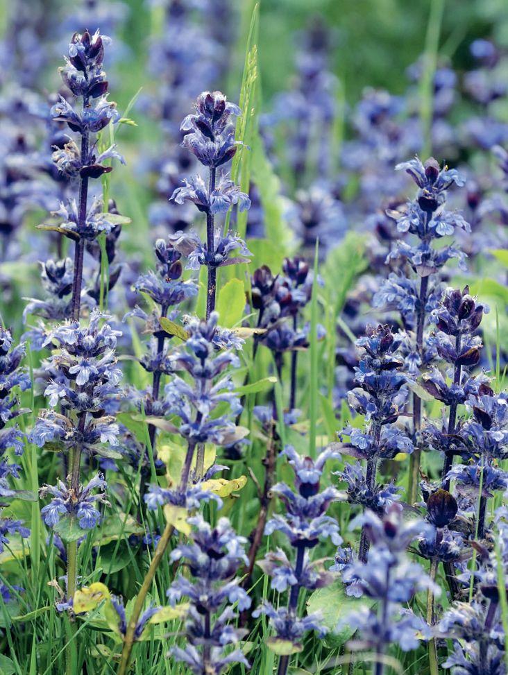 Ajuga Reptans