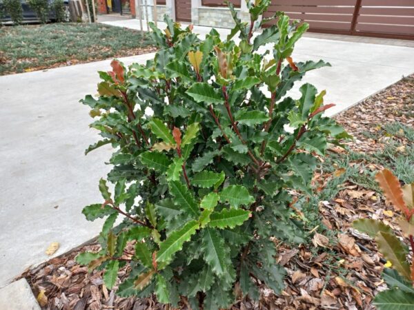 Photinia Crunchy - imagine 2